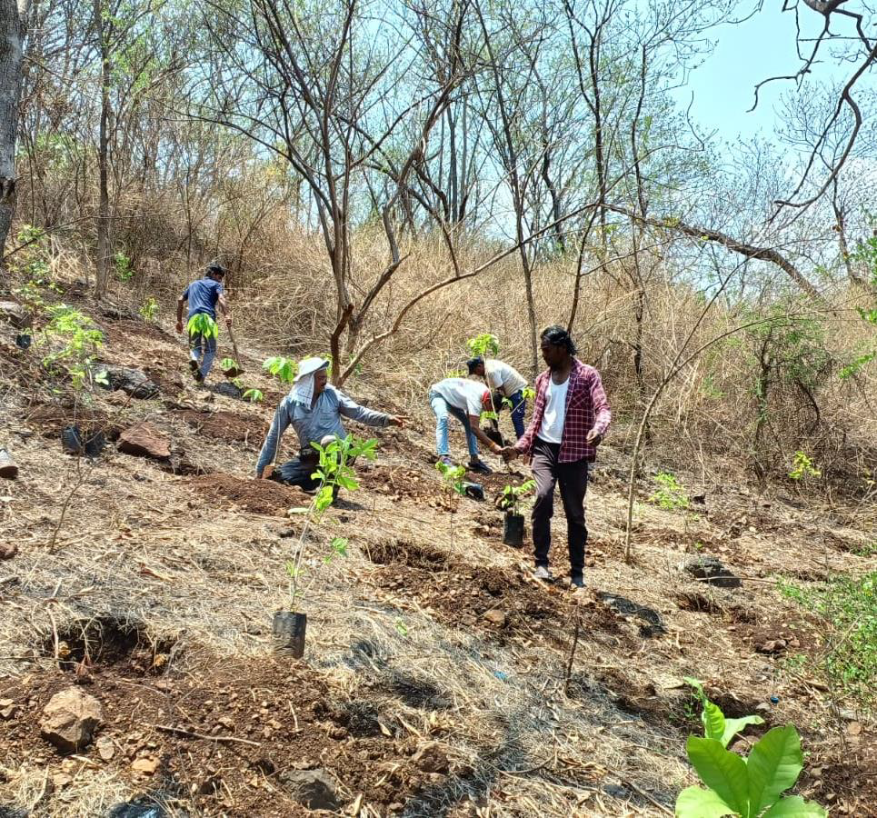 Hillside reforestation project